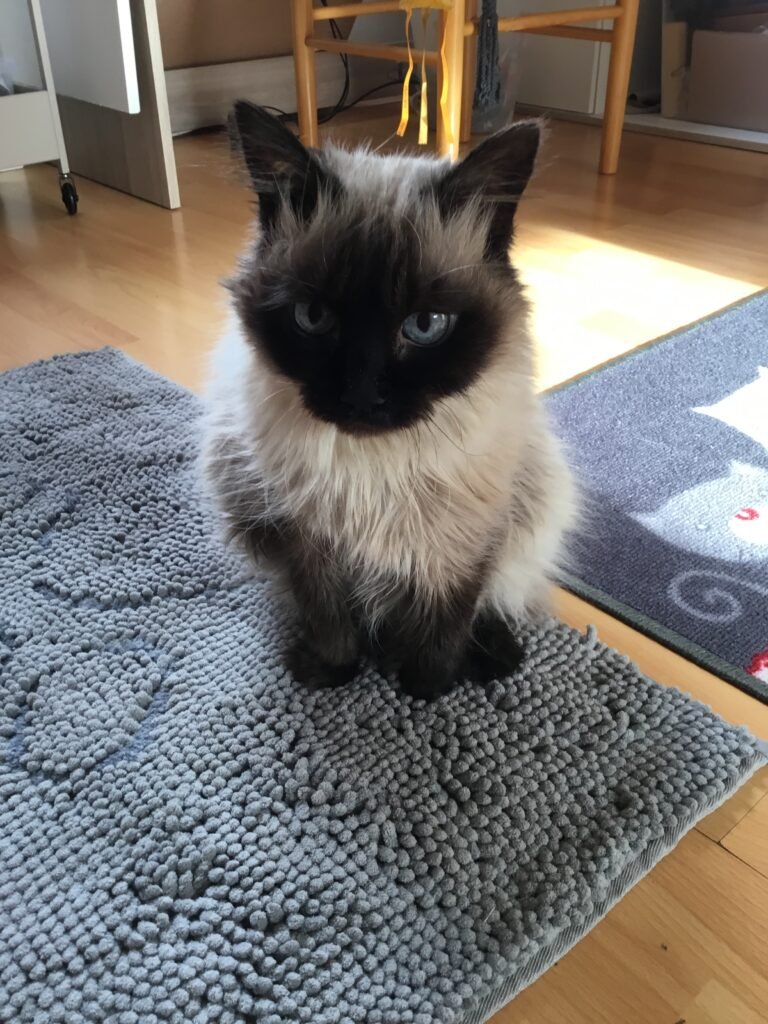 Accueil chat Le cercle des chats libres du pays de Vannes