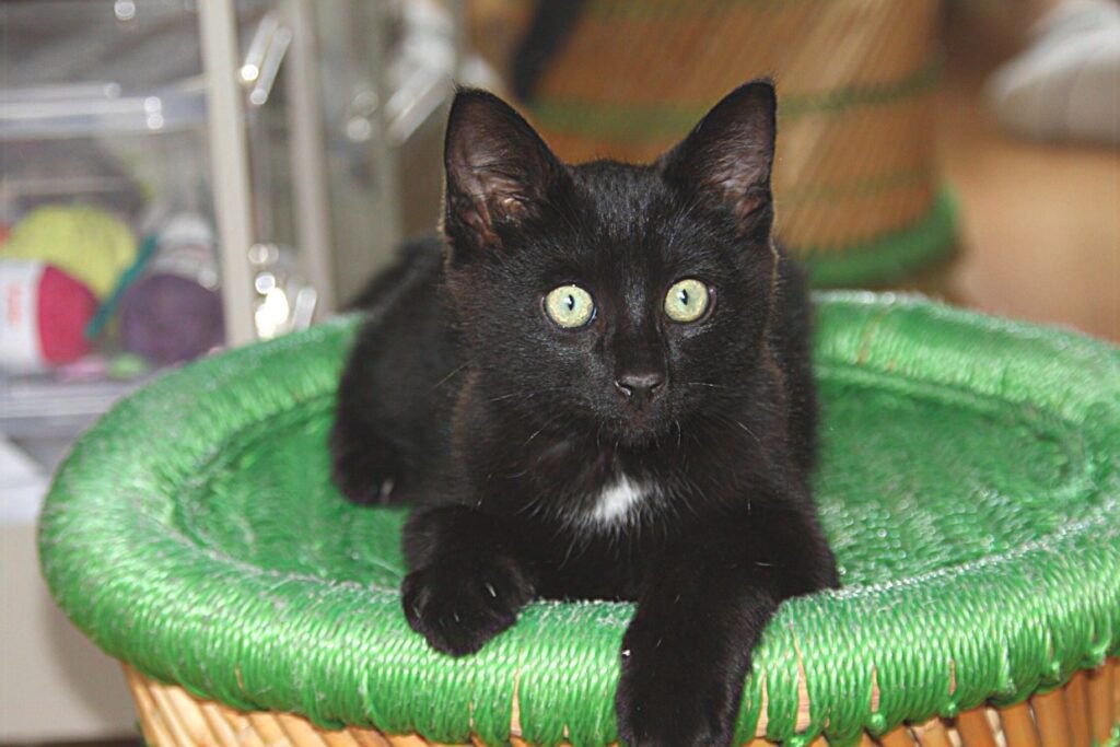 Accueil chat Le cercle des chats libres du pays de Vannes