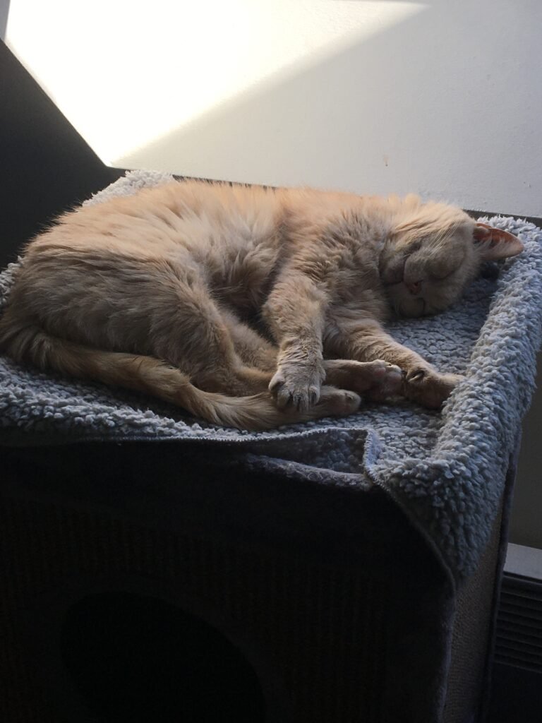 Accueil chat Moustaches & Cie