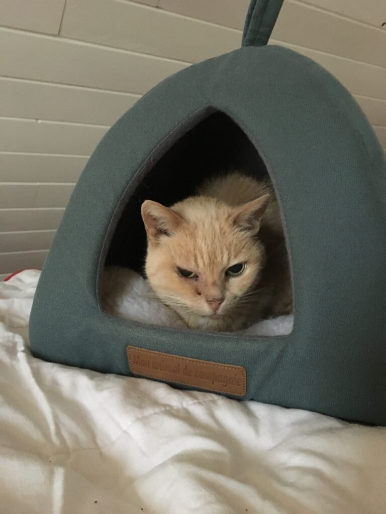 Accueil chat Moustaches & Cie