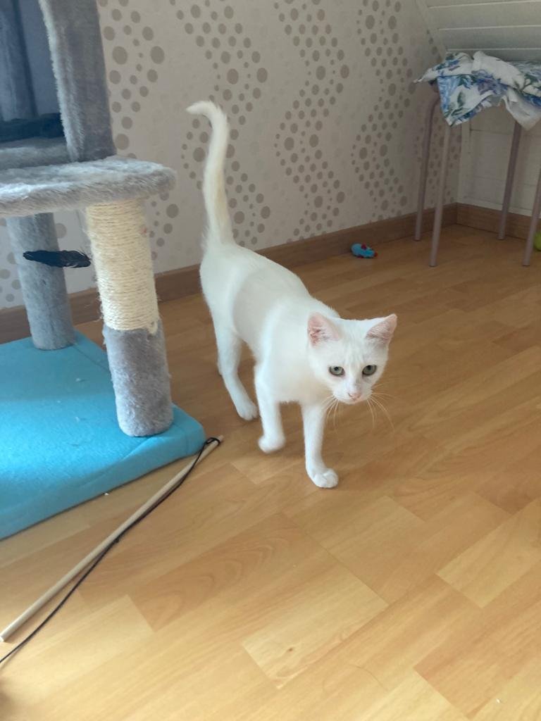 Accueil chat Moustaches & Cie