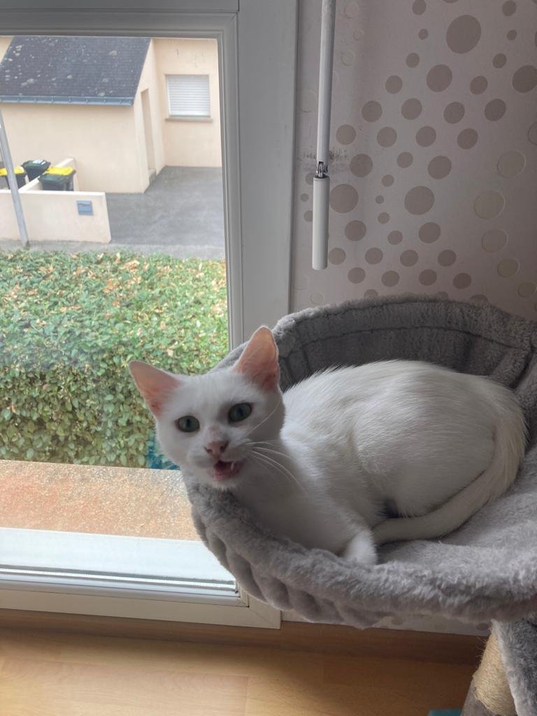 Accueil chat Moustaches & Cie