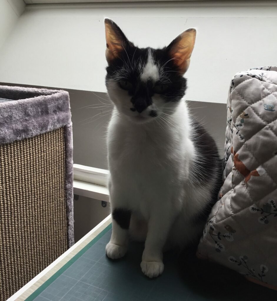Accueil chat Coup de patte aux poilus