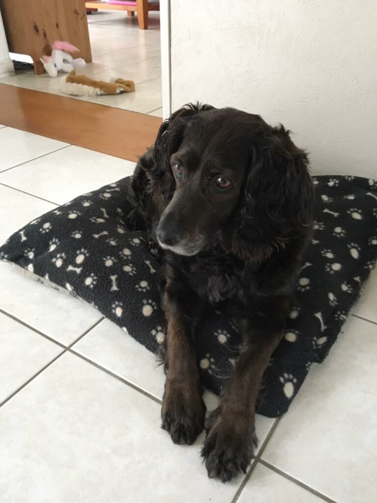 Accueil chien Moustaches & Cie