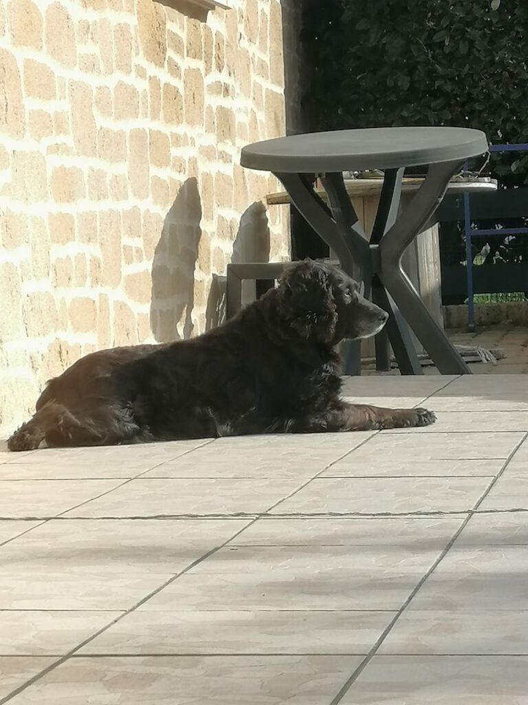 Accueil chien Moustaches & Cie