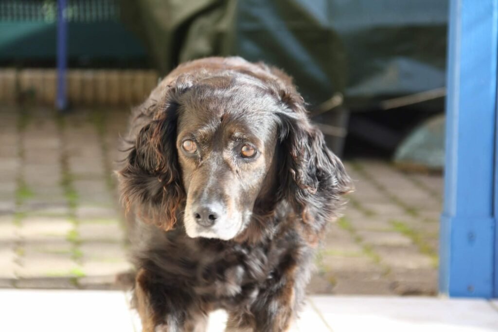 Accueil chien Moustaches & Cie