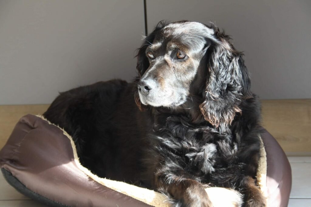 Accueil chien Moustaches & Cie