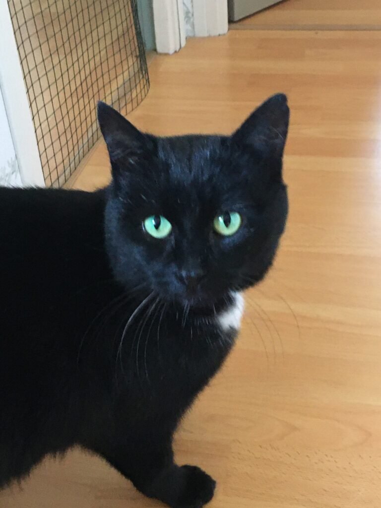 Accueil chat