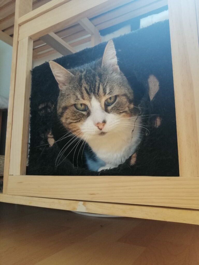 Accueil chat Moustaches & Cie