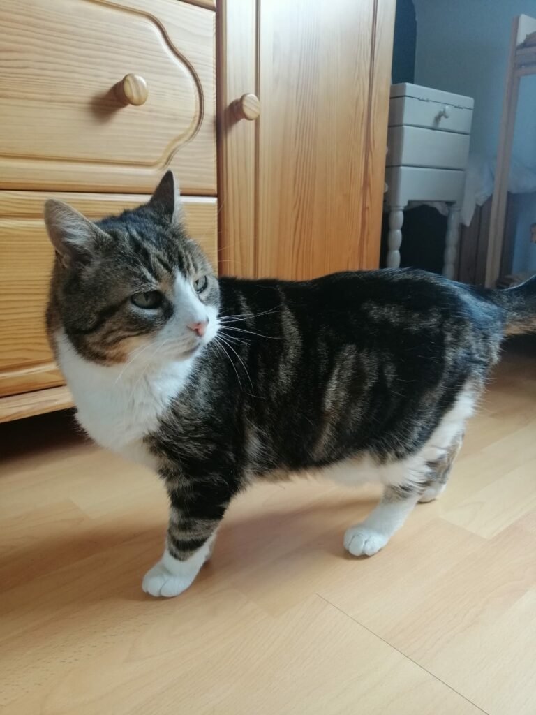 Accueil chat Moustaches & Cie