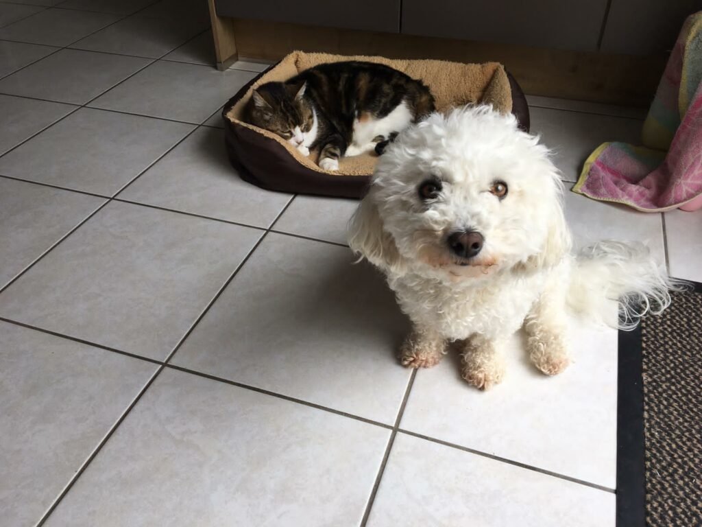 Accueil chat Moustaches & Cie