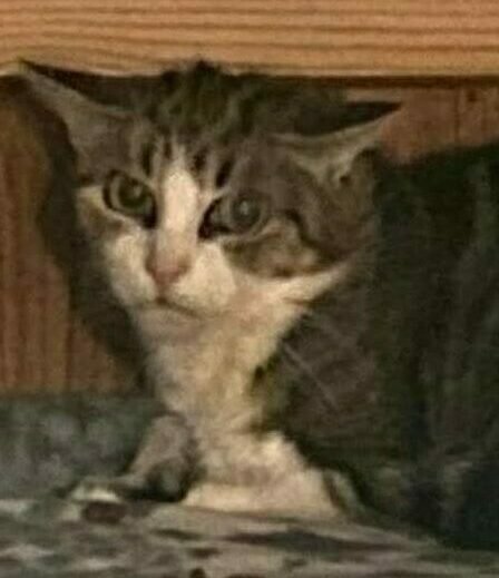 Accueil chat Moustaches & Cie