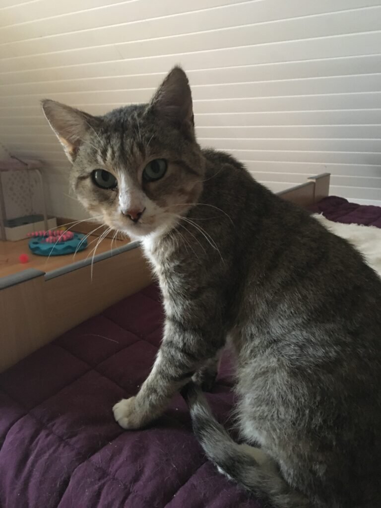 Accueil chat Moustaches & Cie