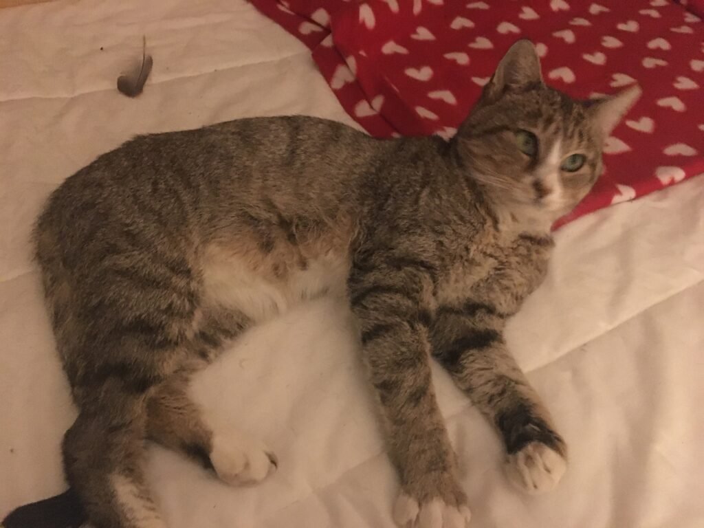 Accueil chat Moustaches & Cie
