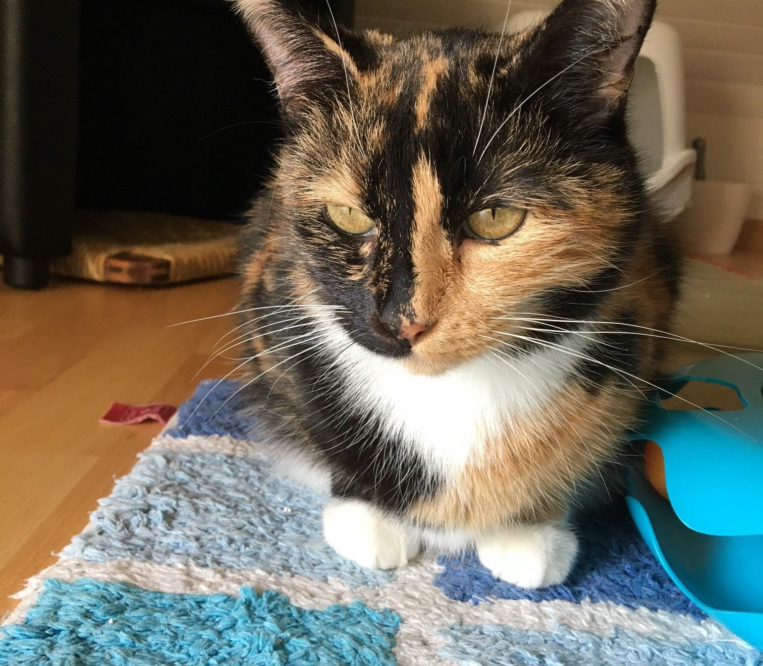 Accueil chat Moustaches & Cie