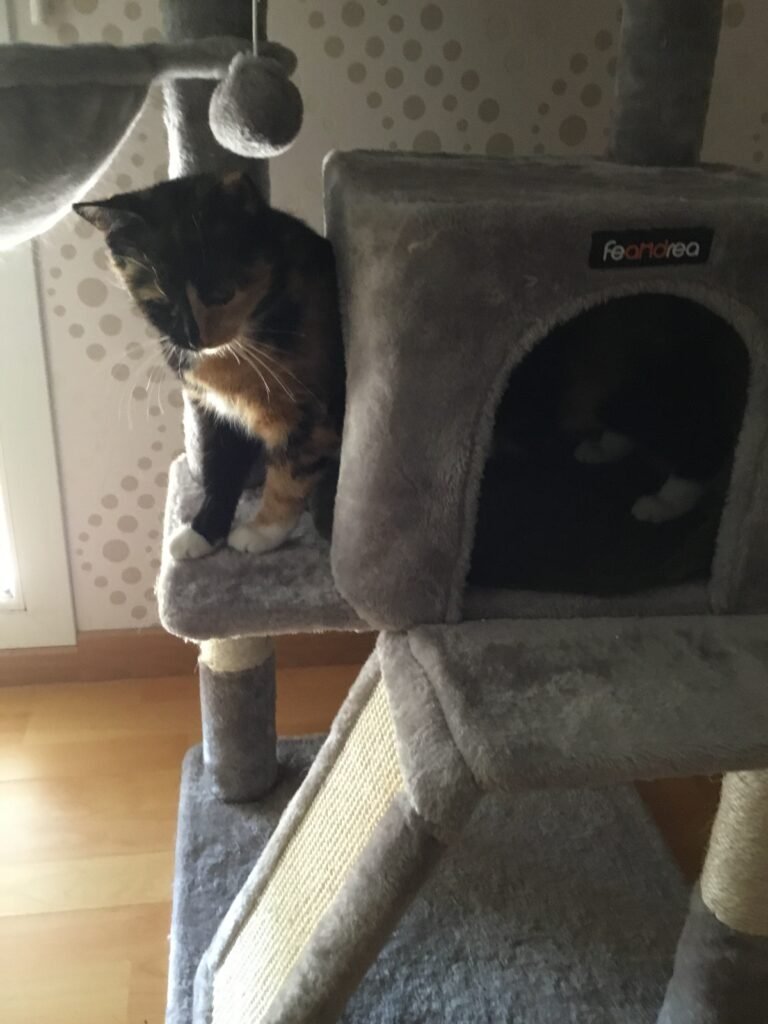 Accueil chat Moustaches & Cie