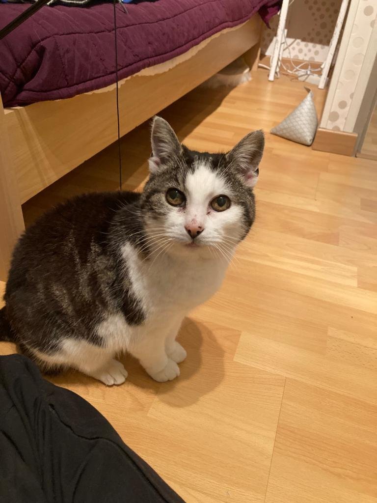 Accueil chat Moustaches & Cie