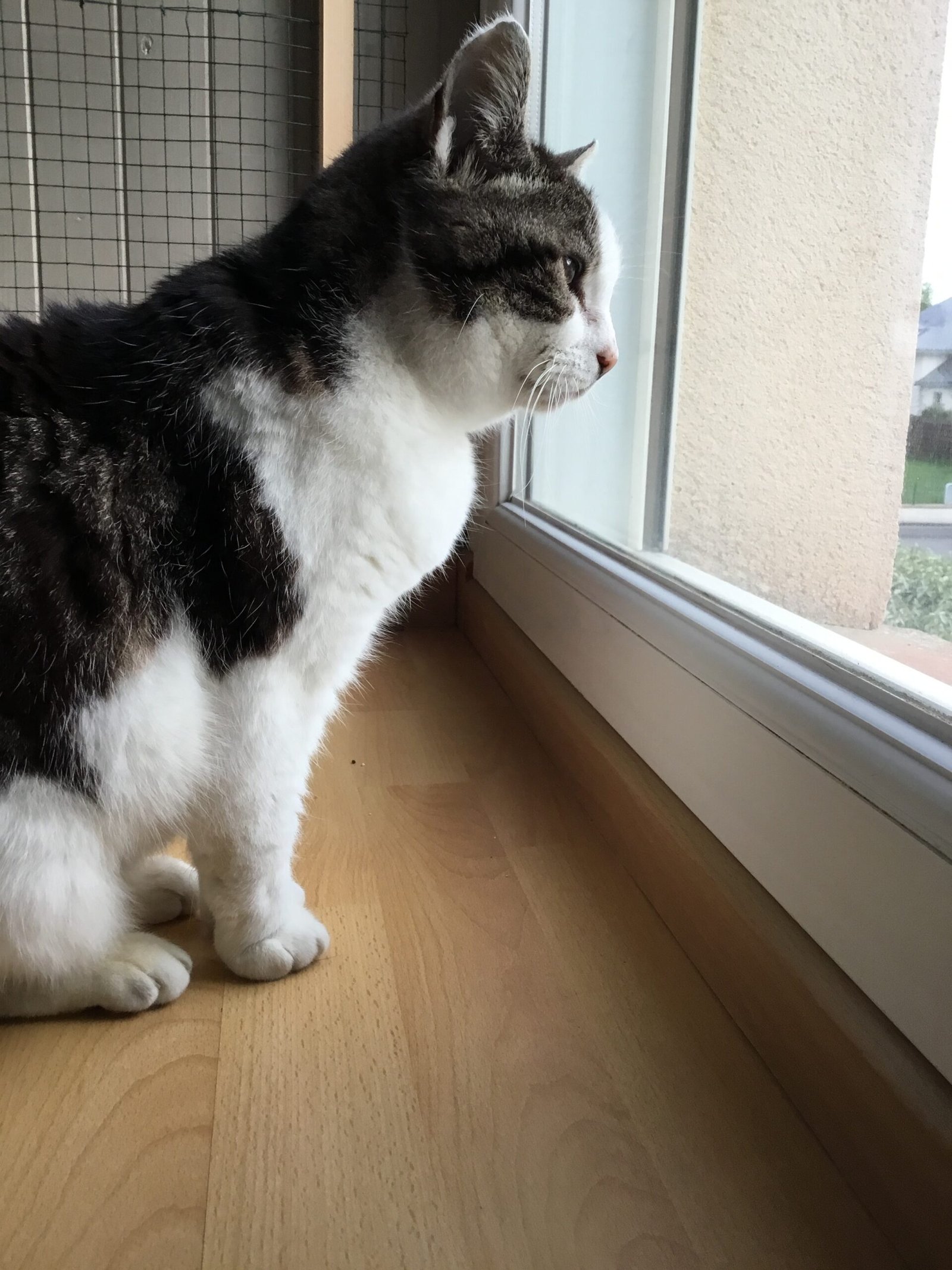 Accueil chat Moustaches & Cie