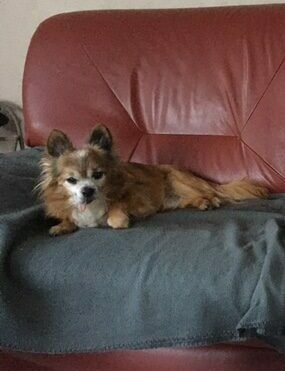 Accueil chien Moustaches & Cie