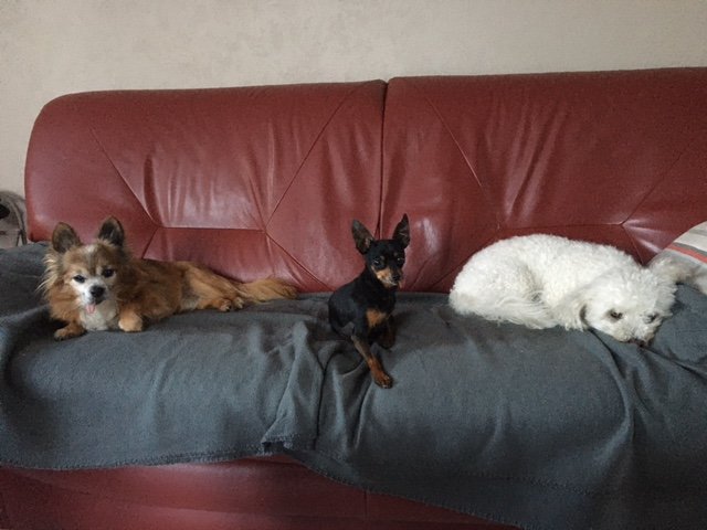Accueil chien Moustaches & Cie