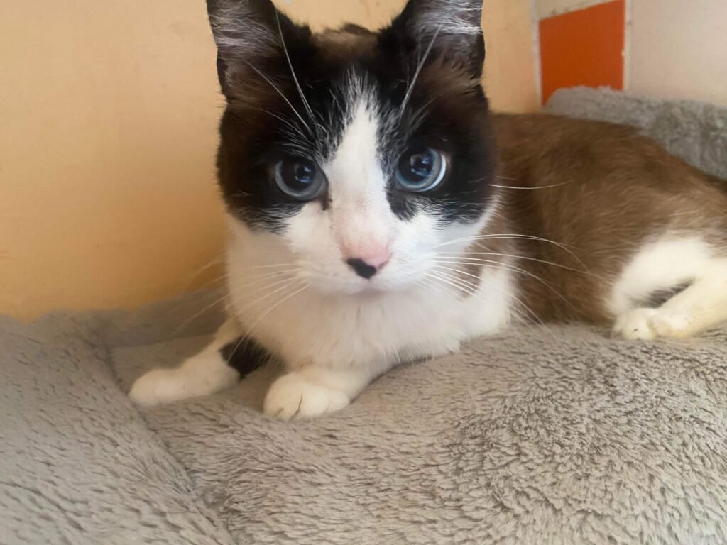Accueil chat Moustaches & Cie