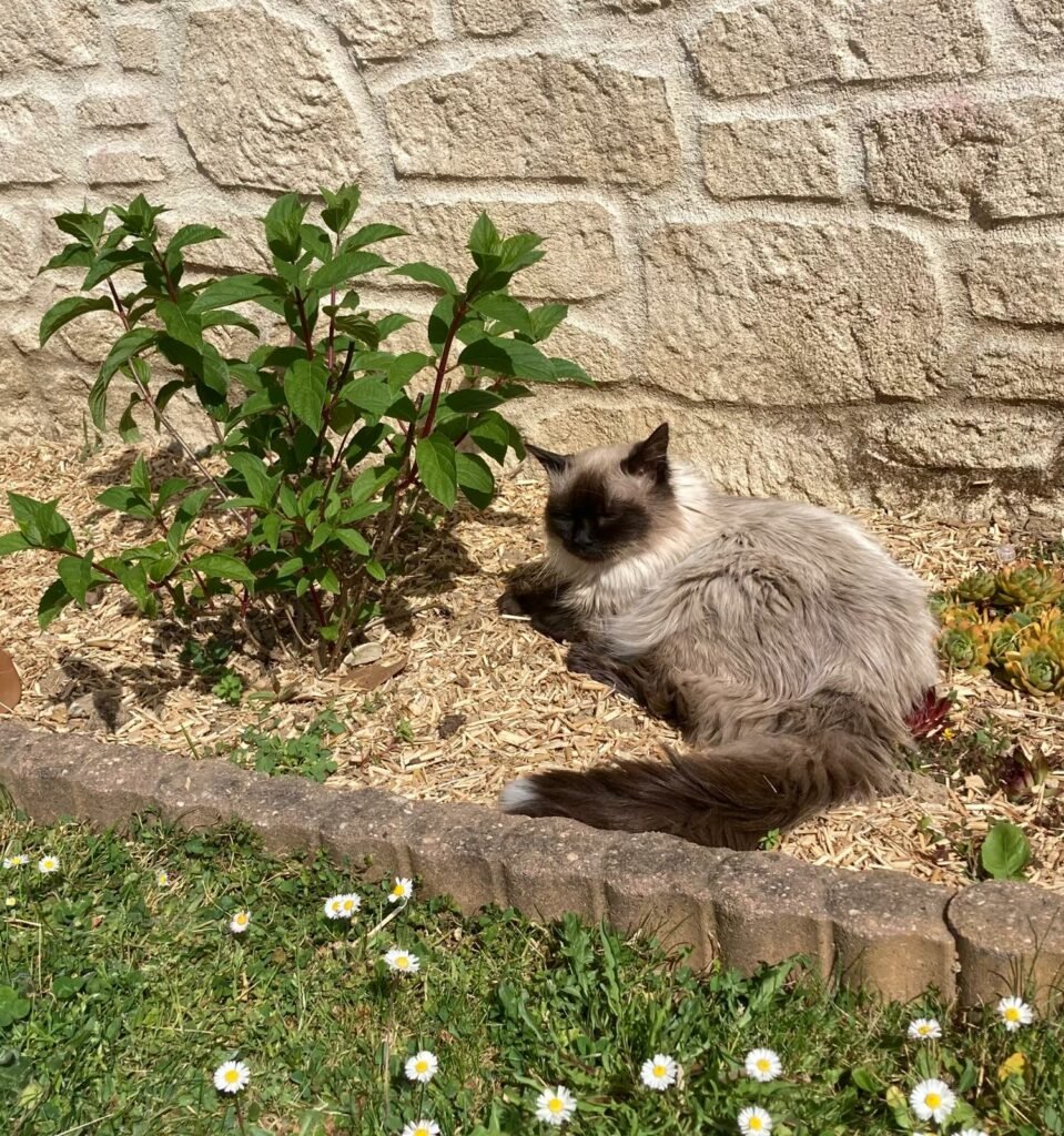 Accueil chat Le cercle des chats libres du pays de Vannes