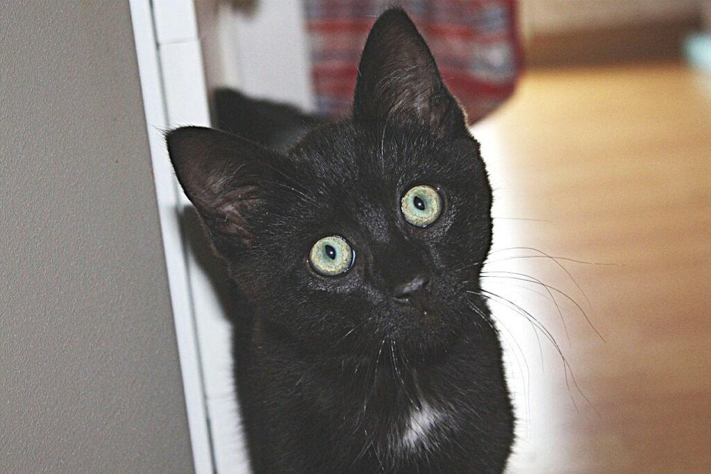 Accueil chat Le cercle des chats libres du pays de Vannes