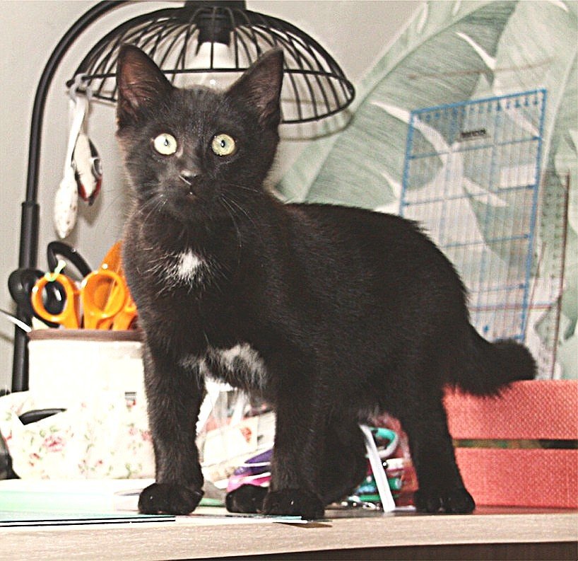 Accueil chat Le cercle des chats libres du pays de Vannes