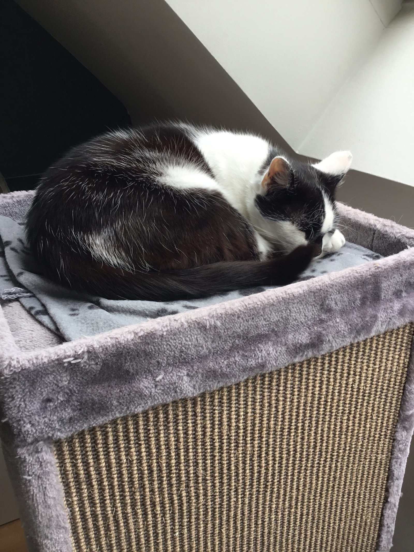 Accueil chat Coup de patte aux poilus