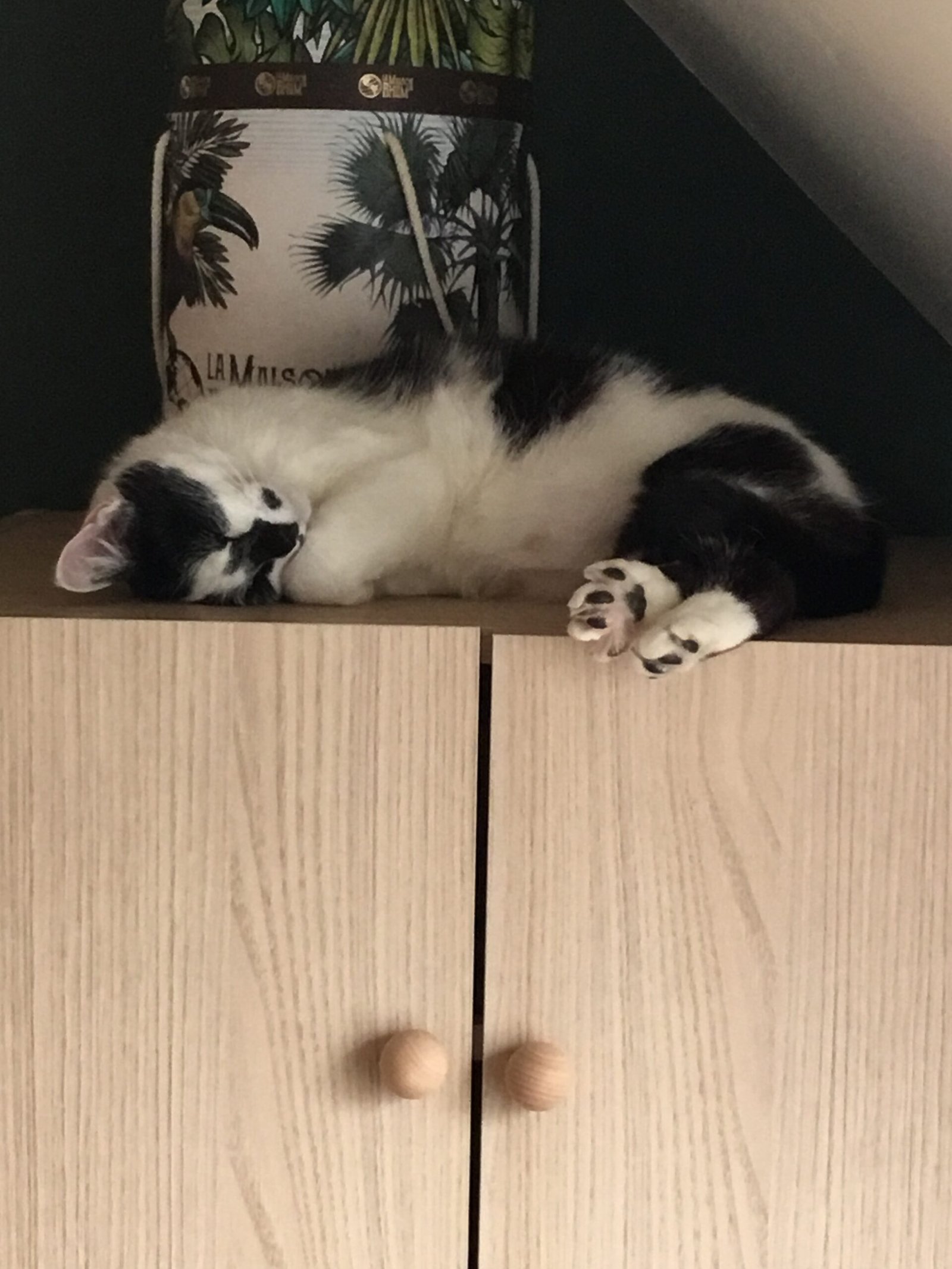 Accueil chat Coup de patte aux poilus