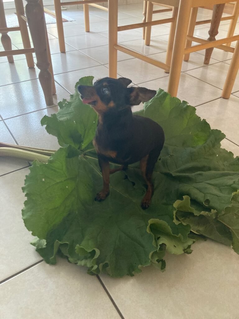 Accueil chien Moustaches & Cie