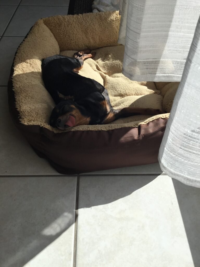 Accueil chien Moustaches & Cie