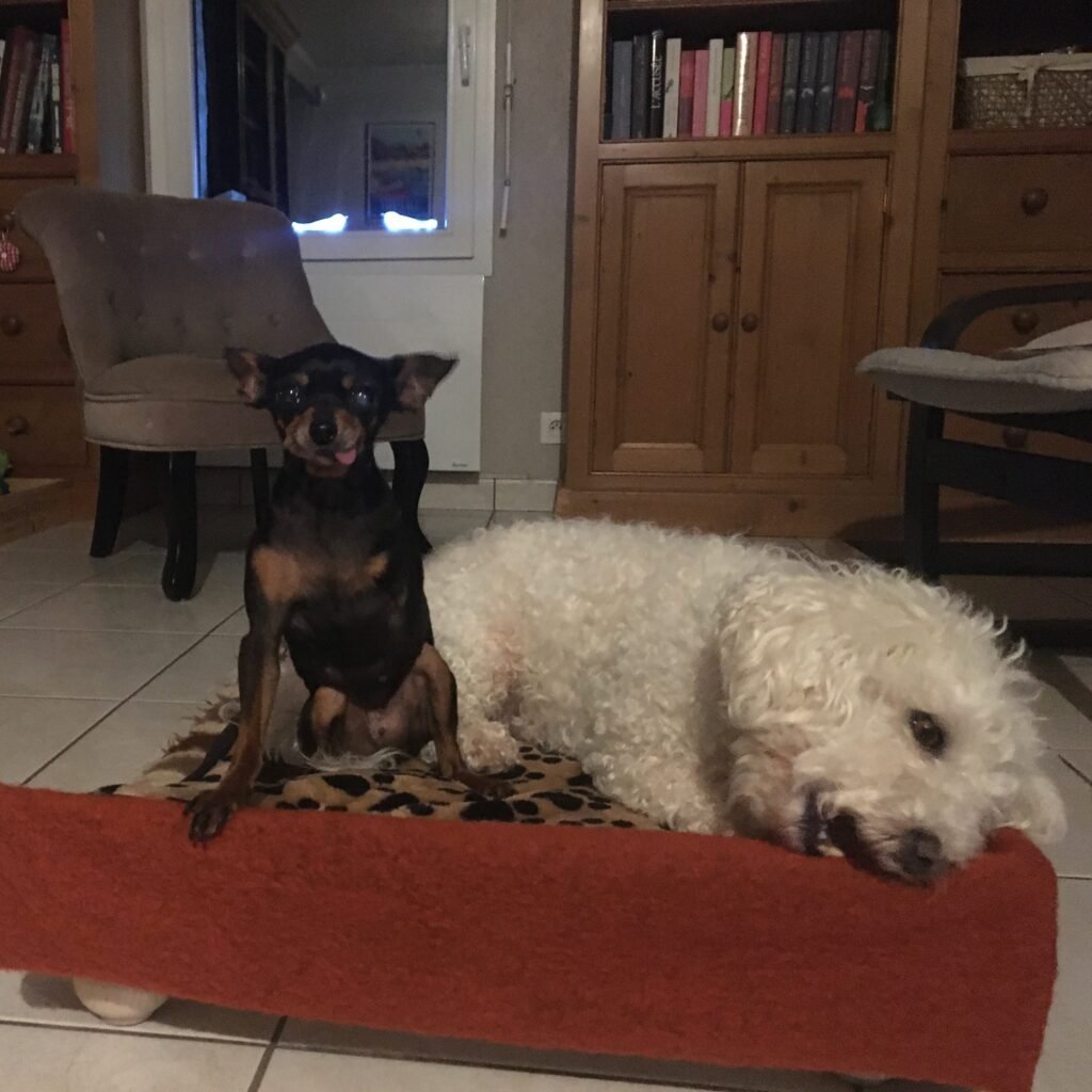 Accueil chien Moustaches & Cie