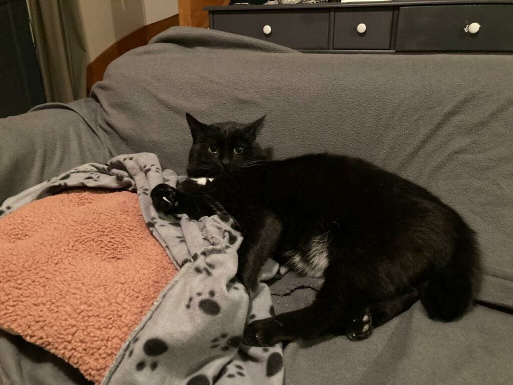 Accueil chat Moustaches & Cie
