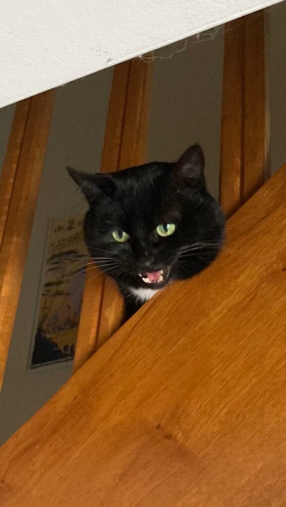 Accueil chat Moustaches & Cie