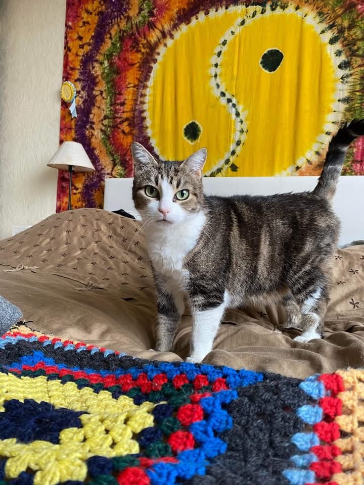Accueil chat Moustaches & Cie