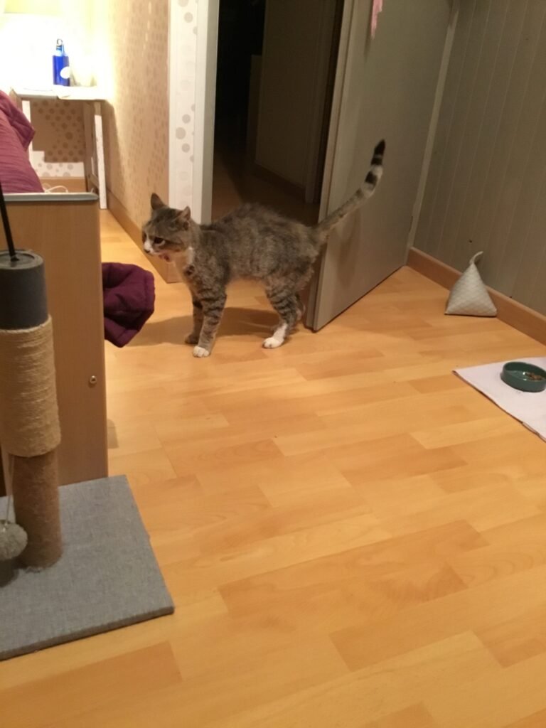 Accueil chat Moustaches & Cie