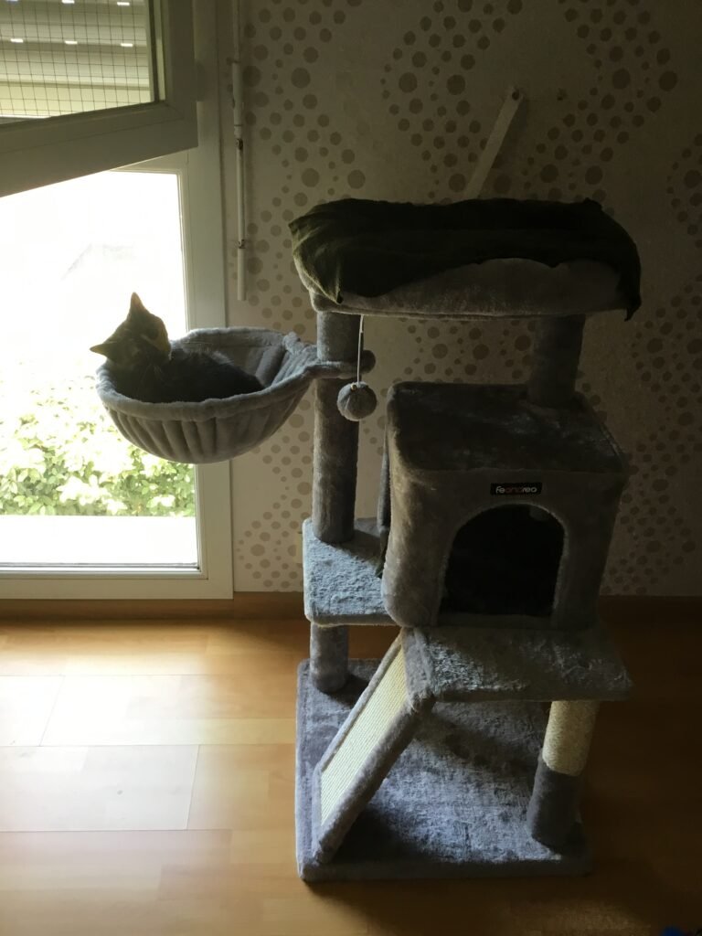 Accueil chat Moustaches & Cie