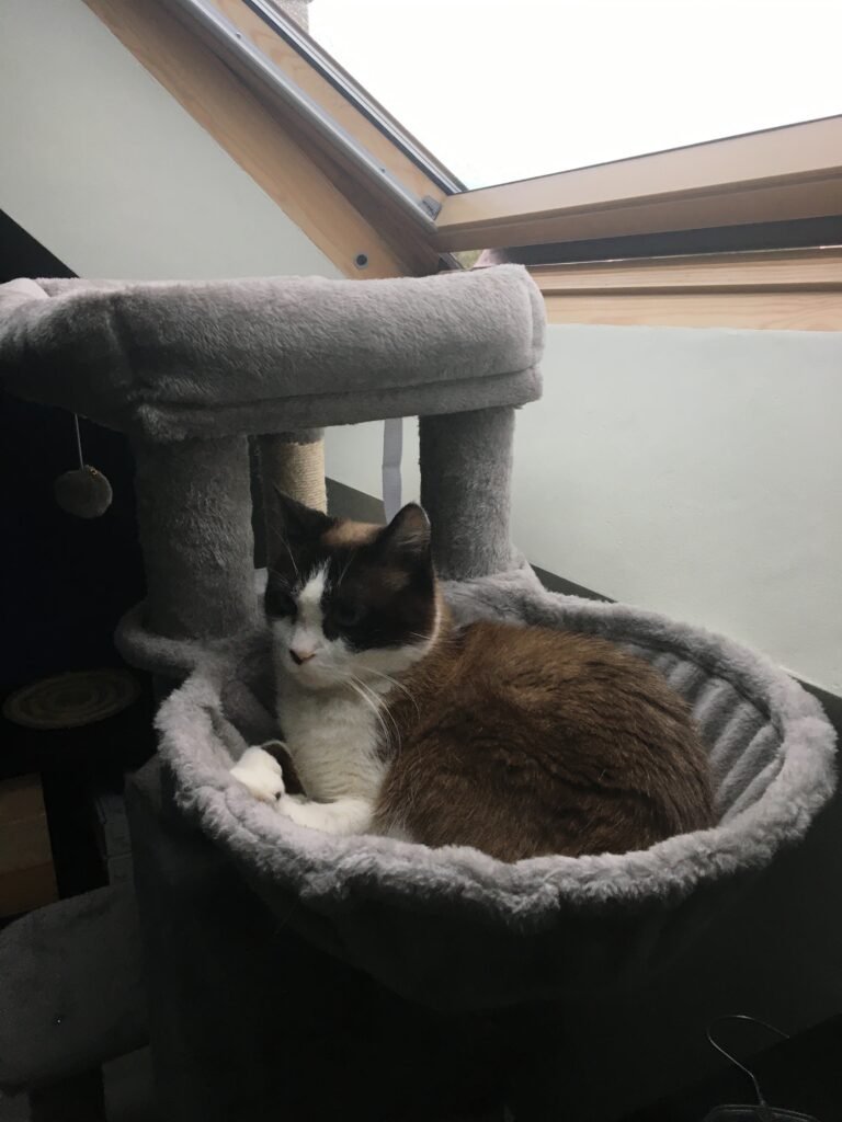 Accueil chat Moustaches & Cie