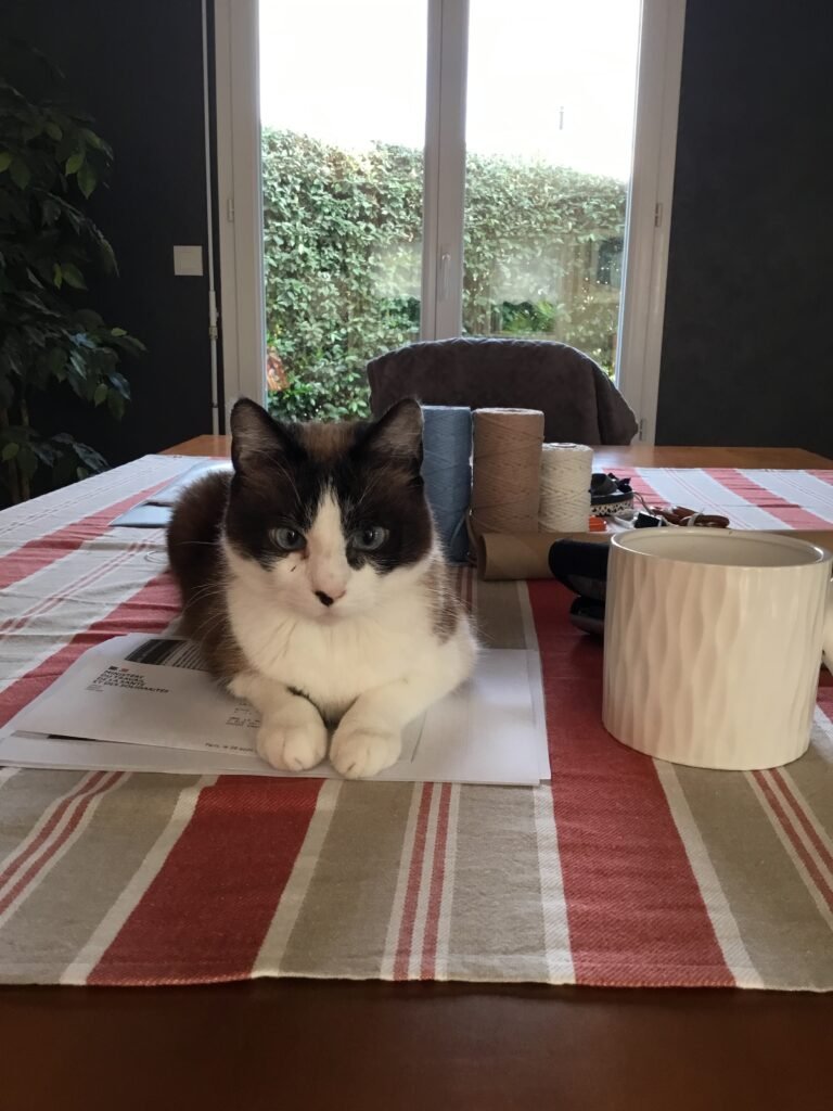 Accueil chat Moustaches & Cie