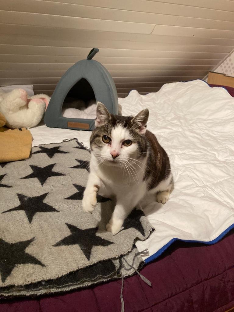 Accueil chat Moustaches & Cie