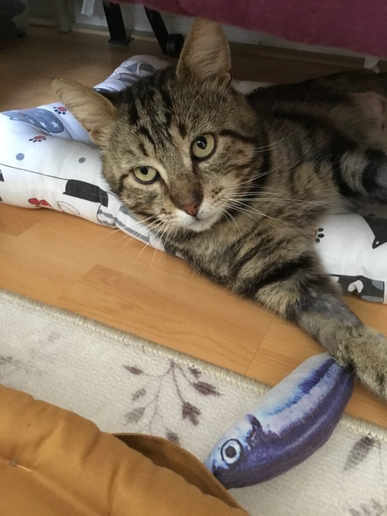 Accueil chat l'oasis des incompris