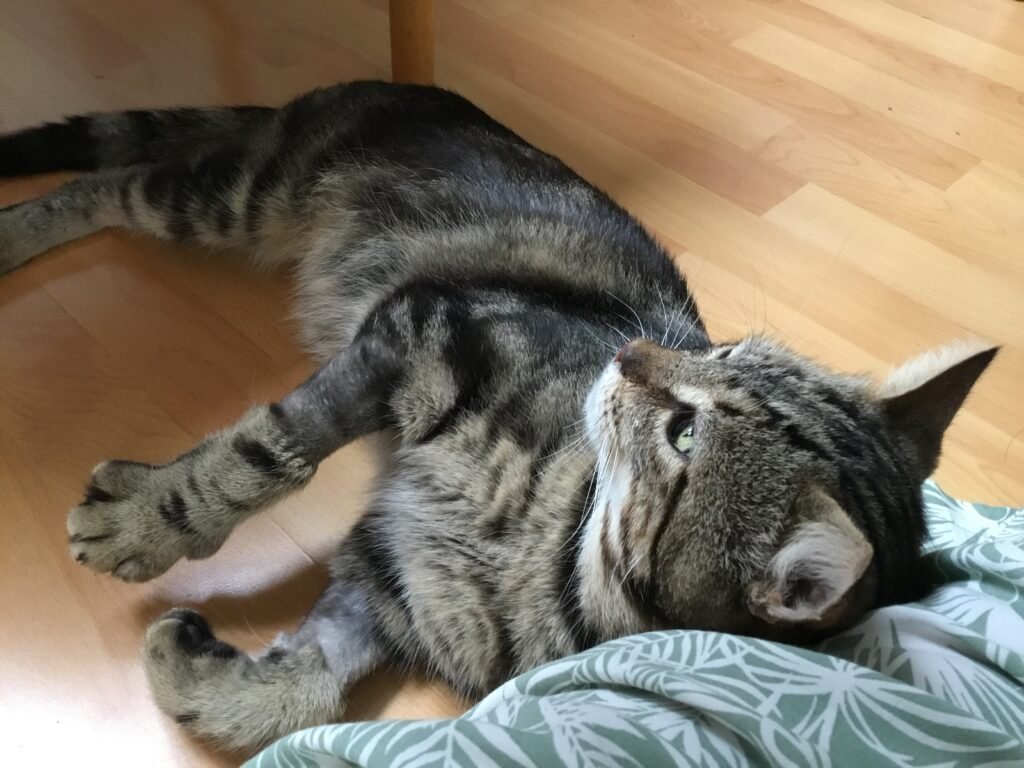 Chat accueil l'oasis des incompris