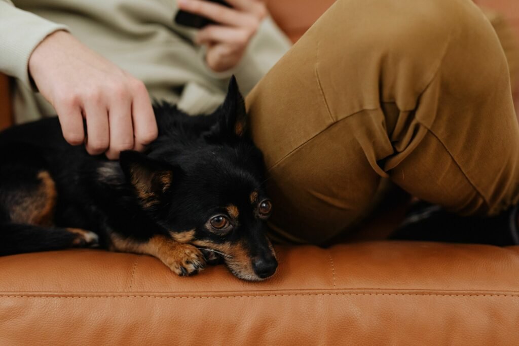 Chien accueilli dans une famille d'accueil